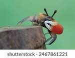 A fiddler crab is hunting for prey on dry bamboo sticks. This animal has the scientific name Uca sp.