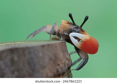 A fiddler crab is hunting for prey on dry bamboo sticks. This animal has the scientific name Uca sp. - Powered by Shutterstock