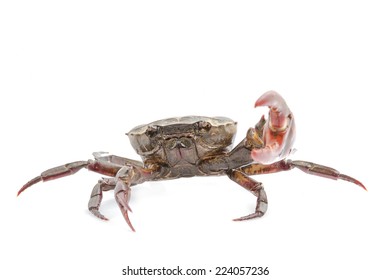 Fiddler Crab Isolated On White Background Stock Photo 224057236 ...