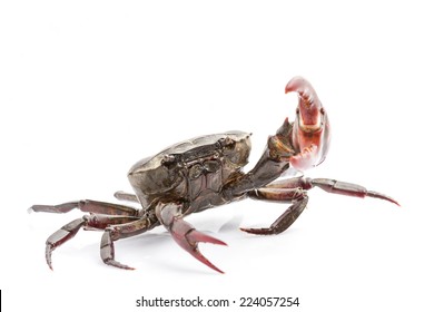 Fiddler Crab Isolated On White Background