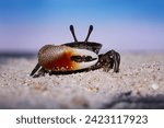 A fiddler crab on the beach sand