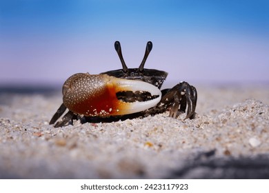 A fiddler crab on the beach sand - Powered by Shutterstock