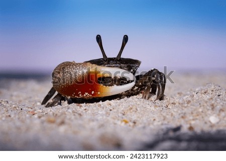 A fiddler crab on the beach sand