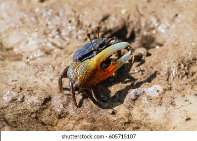 Fiddler Crab On The Mud In Mangrove. Mida Creek. Kenya.