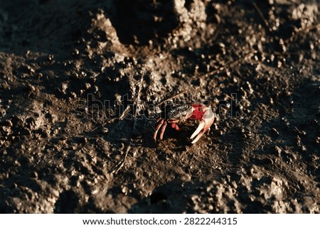 Fiddler crab on the mudflat of Gaomei Wetlands in Taichung, Taiwan.