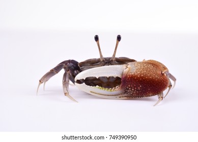 Fiddler Crab On White Background