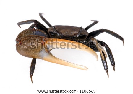 A fiddler crab on a white background raises his big claw at the viewer
