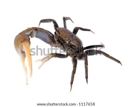 A fiddler crab on a white background raises his big claw to an imaginary foe