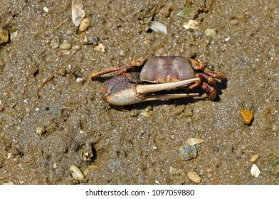 Fiddler Crab In Ria Formosa. Algarve, Portugal