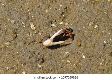 Fiddler Crab In Ria Formosa. Algarve, Portugal