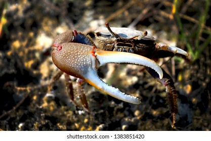 Fiddler Crab At The US Battleship In Wilmington