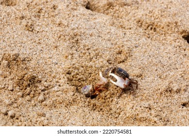 Fiddler Crabs Fighting Over A Burrow