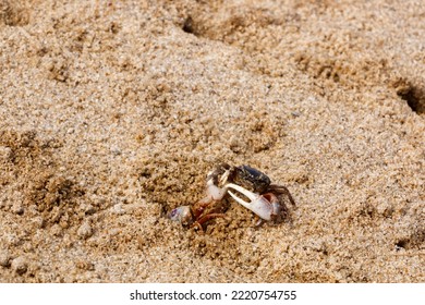 Fiddler Crabs Fighting Over A Burrow