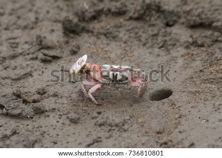 Fiddler crabs are found along sea beaches and brackish inter-tidal mud flats, the males’ major claw is much larger than the minor claw while the females’ claws are both the same size
