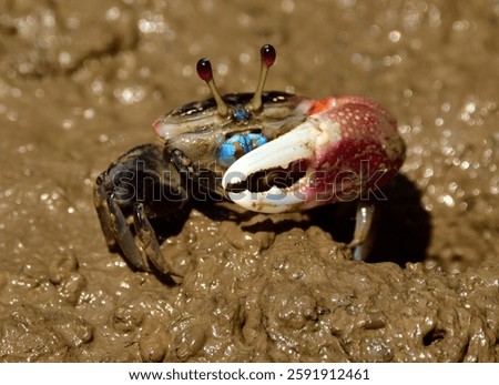 Fiddler crabs, Ghost crabs, crab fiddler, natural beauty, crabs, life, crab, animal, beach, claw, nature, closeup, fiddler, water, sea, environment, natural, sand, wetland, mangrove, macro, wildlife, 
