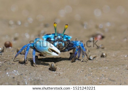 Fiddler crabs, Ghost crabs on mud beach.