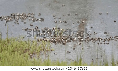                                Fiddler Crabs grouped together at low tide in the mud on Hilton Head Island.