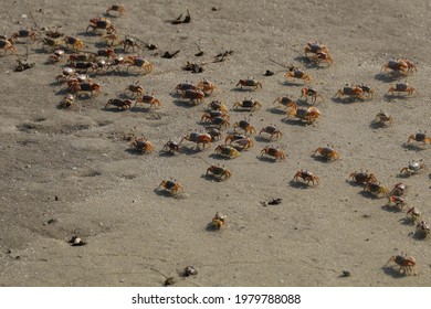 Fiddler Crabs On Florida Beach