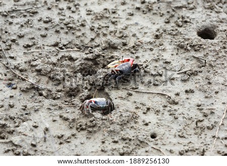 Fiddler crabs on mud flat at tidal valley Ecological Park near Siheung-si, South Korea

