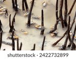Fiddler Crabs swimming in salt water marsh