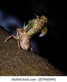 Fidicina Cicada Ecdysis, Exoskeleton Exchange.