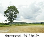 Field
