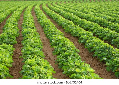 69,136 Legume crops Images, Stock Photos & Vectors | Shutterstock