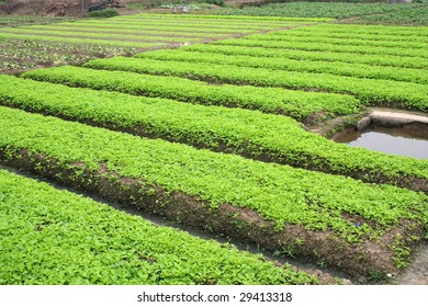 field