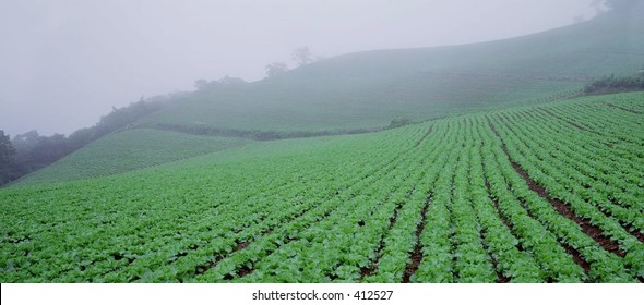 Field