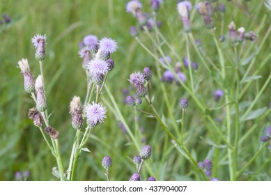 field