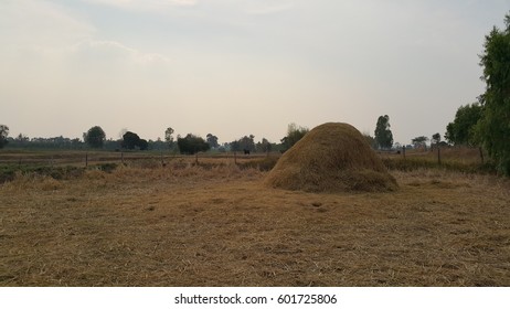 Field