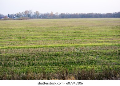 field