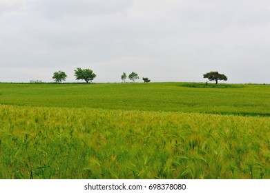 Field