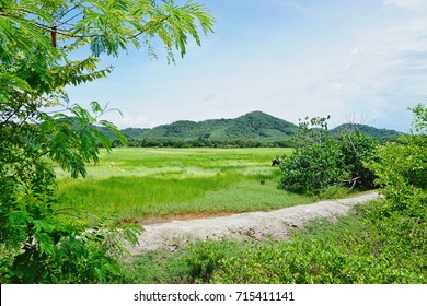 field