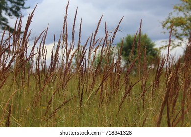 Field