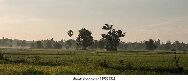 Field