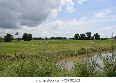 Field
