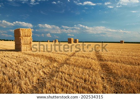Field