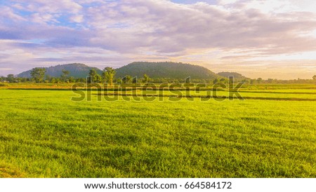 Field