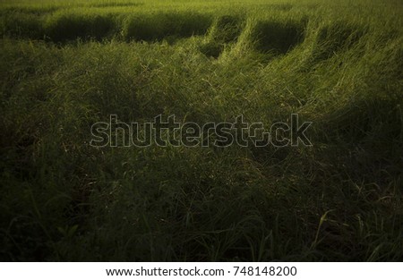 Similar – Image, Stock Photo Young woman enjoying the day in a green field