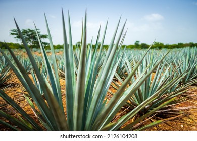 Field Of Agave Plants At A Historic Tequila Farm