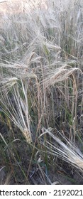 Field, agricultural field, wheat field in summer - Shutterstock ID 2192021081