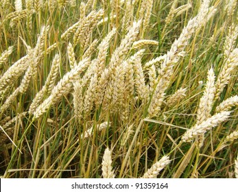A field with almost ripe wheat in summer