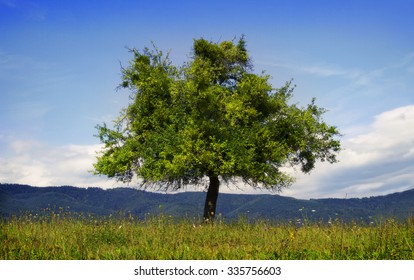 Ash Tree Stock Photo 55271719 | Shutterstock