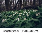 Field of Anemonoides nemorosa in the area of the Odra River in eastern Bohemia. Swamp environment. Sea of white flowers of Wood anemone. Green-white colour combination.