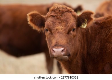 Field With Angus And Hereford Cattle