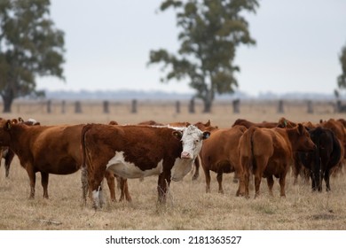 Field With Angus And Hereford Cattle