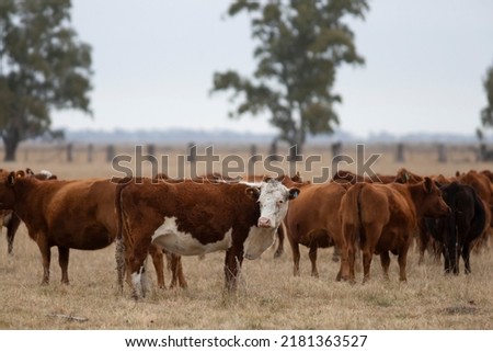 field with angus and hereford cattle