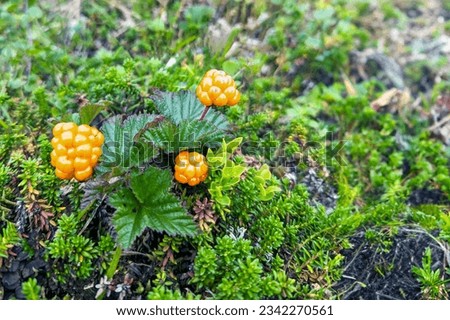 A field of Arctic Raspberry. Amber cloudberry (Rubus chamaemorus) bead on moss cover.