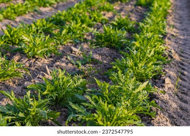 A field with arugula or rocket before harvesting